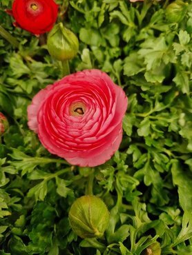 Ranunculus Sprinkles Mix 1 Litre - image 3