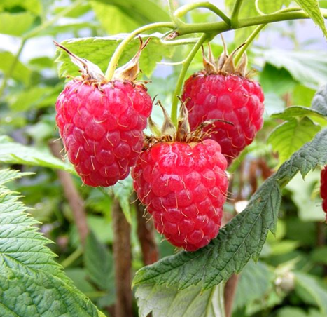 Raspberry Glen Lyon 3 litre