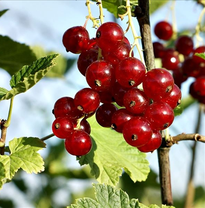 Redcurrant Rosetta 3 litre