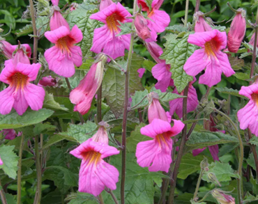 Rehmannia Walbertons Magic Dragon 3 Litre