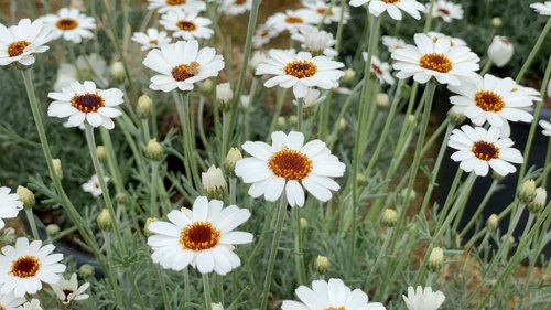 Rhodanthemum Casablanca 2L