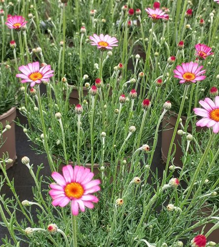 Rhodanthemum Zagora Pink 3 litre