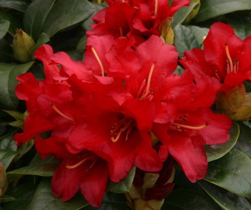 Rhododendron Dwarf Bengal 3 litre