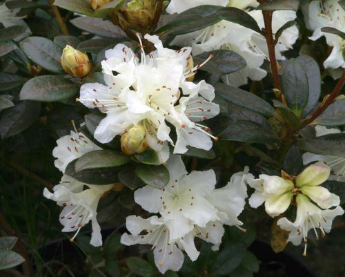 Rhododendron Dwarf Cream Crest 3 litre