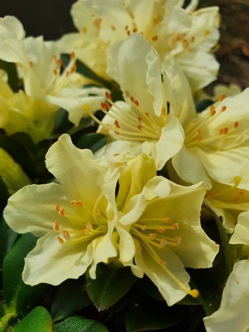 Rhododendron Dwarf Golden Wonder 3 litre