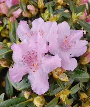 Rhododendron Dwarf Lavendula 3 Litre