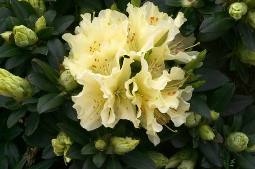 Rhododendron Dwarf Patty Bee 3 litre