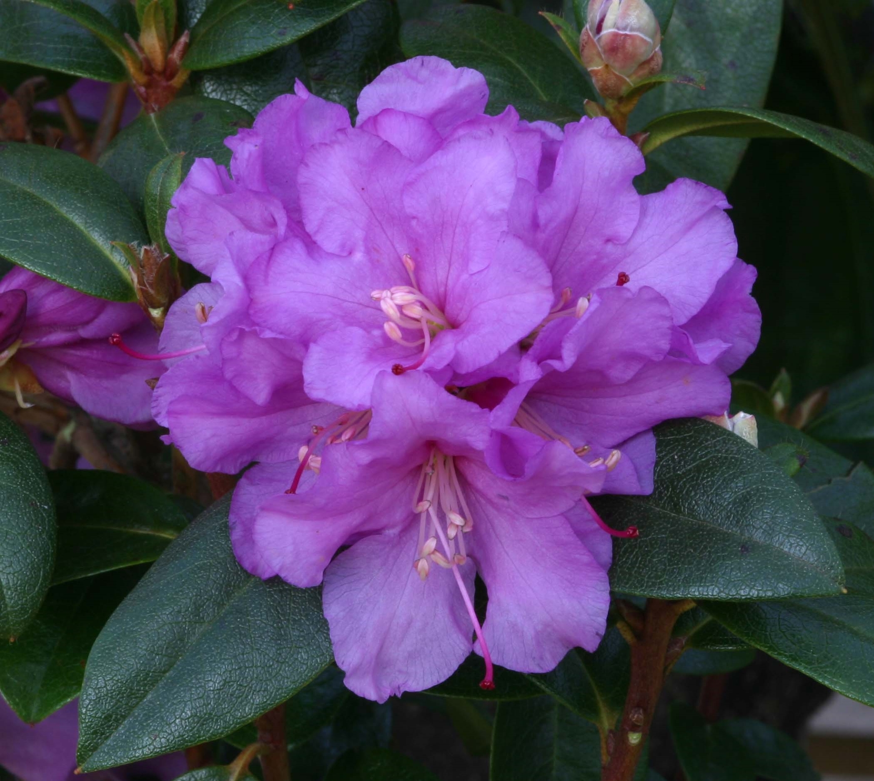 Rhododendron Dwarf Praecox 3 litre - Stewarts Garden Centre