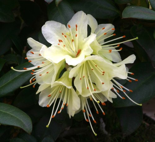 Rhododendron Dwarf Princess Anne 3 litre