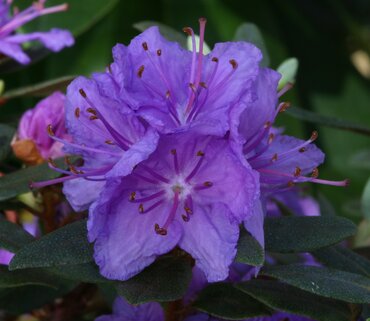 Rhododendron Dwarf Purple Gem 3 Litre