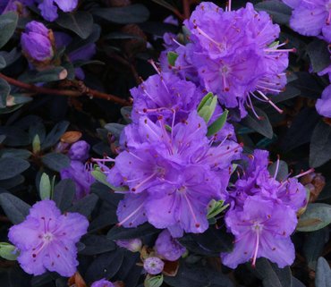 Rhododendron Dwarf Rampo 3 litre