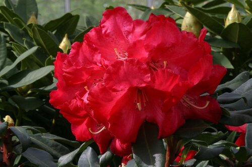 Rhododendron Halfdan Lem 20 litre