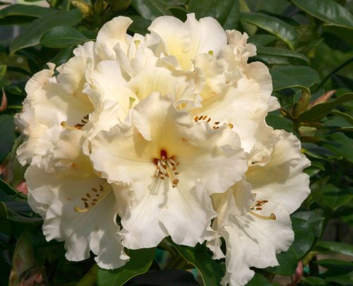 Rhododendron Horizon Monarch 35 litre