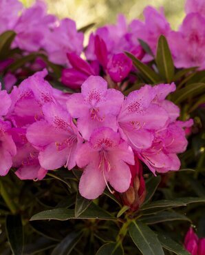 Rhododendron Hybrid Graziella 20 litre