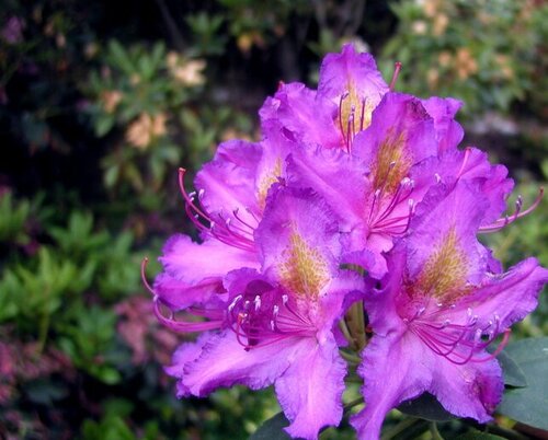 Rhododendron Hybrid Libretto 20 litre