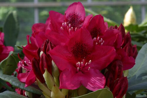 Rhododendron Hybrid Nova Zembla Red 7.5 Litre