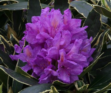 Rhododendron Hybrid Silver Edge 7.5 litre