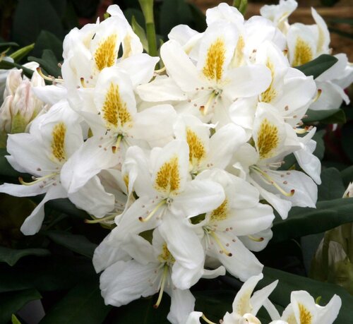 Rhododendron Madame Masson 7.5 litre