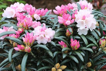 Rhododendron Makiyak III 6 litre