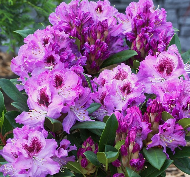 Rhododendron Pfauenauge IV 5 litre - Stewarts Garden Centre