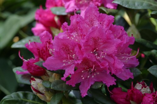 Rhododendron Rocket 35 litre