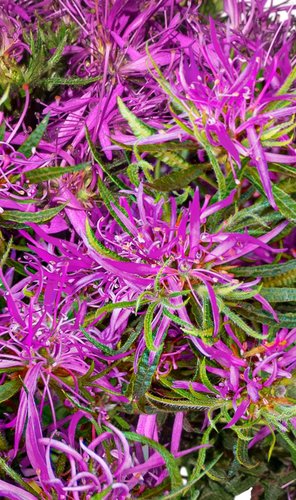 Rhododendron Star Style Lilac 5cm