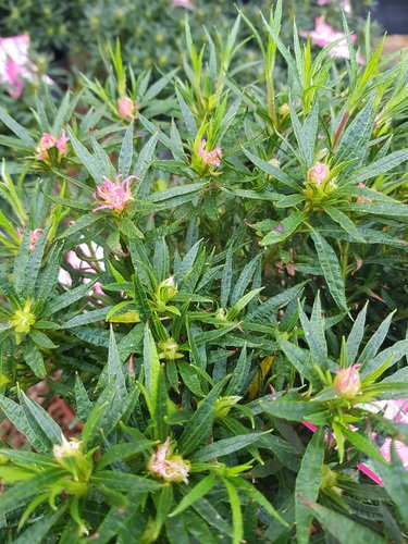 Rhododendron Star Style Pink 3 Litre