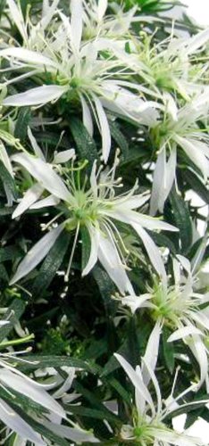 Rhododendron Star Style White 3 Litre