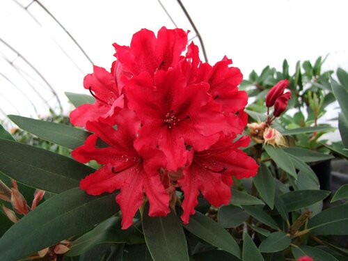 Rhododendron Taragona 35 litre