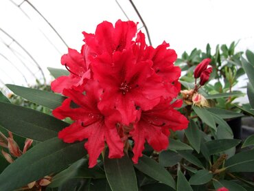 Rhododendron Taragona 35 litre