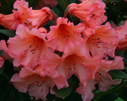 Rhododendron Tortoiseshell Orange 7.5 litre