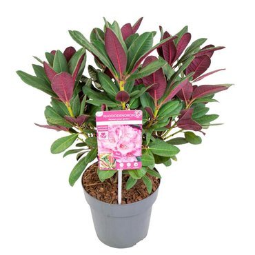 Rhododendron Wine & Roses 3 Litre