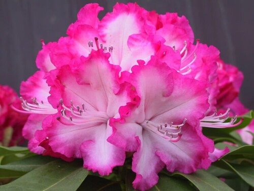 Rhododendron XXL 7.5 litre