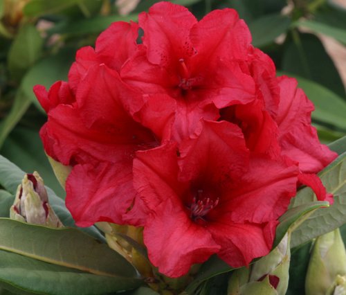 Rhododendron Yak Dopey 7.5 litre