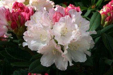 Rhododendron Yak Dreamland 7.5 litre