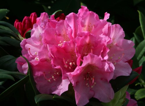 Rhododendron Yak Kalinka 7.5 litre