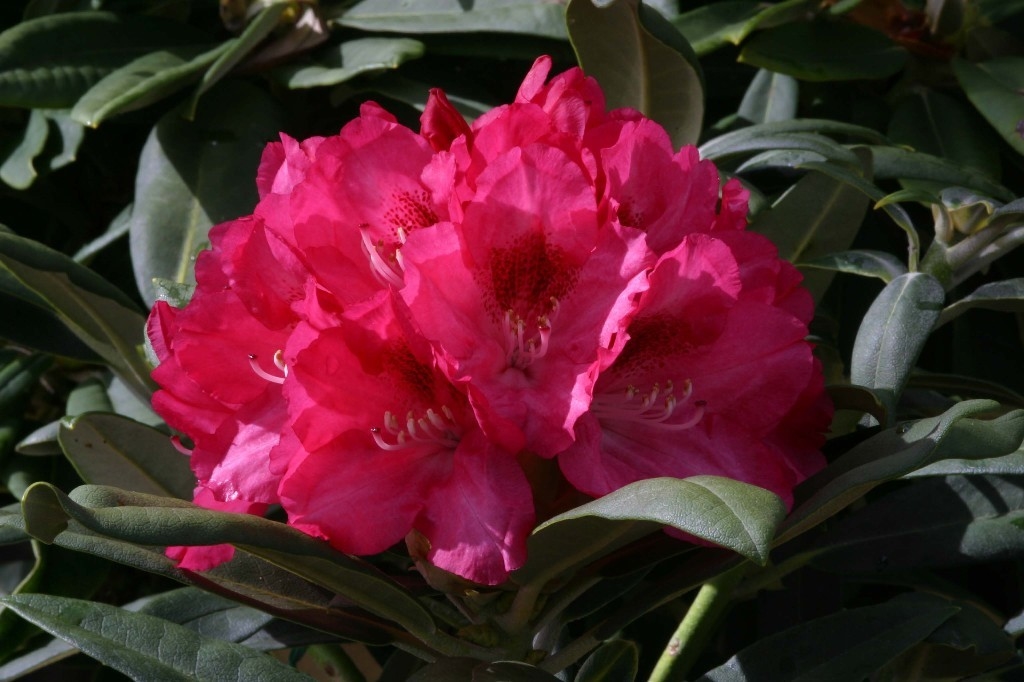 Rhododendron Yak Sneezy 3 litre - Stewarts Garden Centre