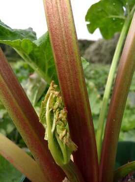 Rhubarb Everbarber Cropstar 3 Litre