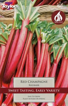 Rhubarb Red Champagne