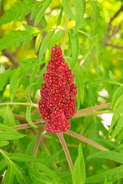 Rhus Tiger Eyes 19cm - image 2