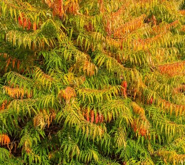 Rhus Tiger Eyes 19cm - image 1