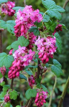 Ribes 'King Edward VII' 3 Litre