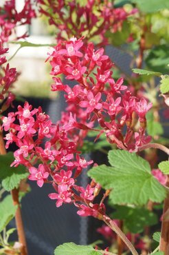 Ribes 'Pulborough Scarlet' 3 Litre