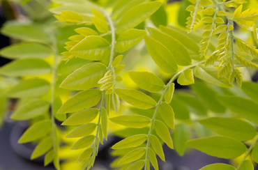 Robinia Frisia 12 Litre