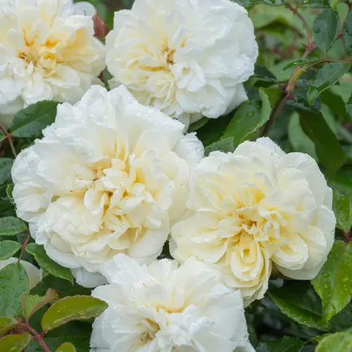 Rose Alberic Barbier 6 Litre