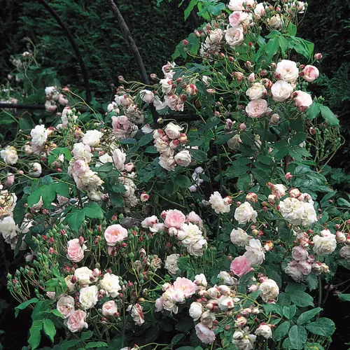 Rose Blush Noisette 6 Litre