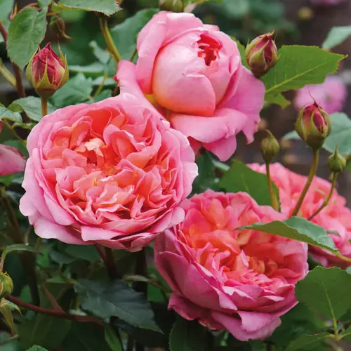 Rose Boscobel 6 Litre