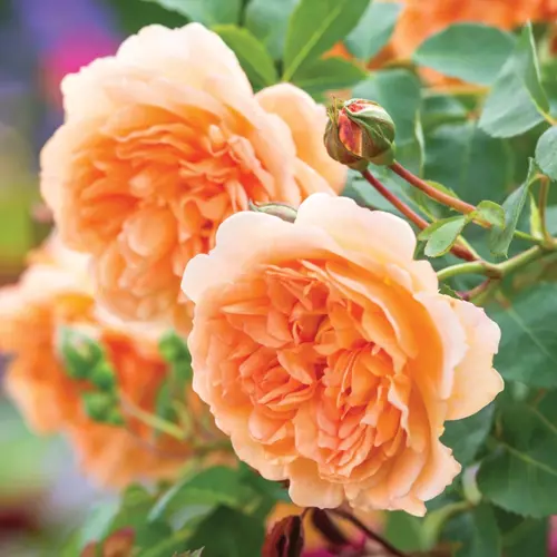 Rose Dame Judy Dench 6 Litre