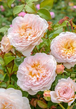 Rose Emily Bronte 6 Litre