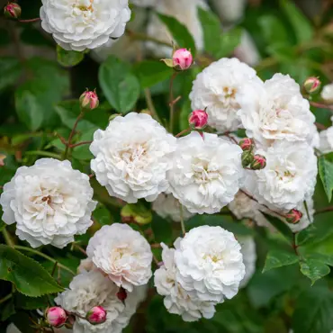 Rose Felicite Perpetue 6 Litre